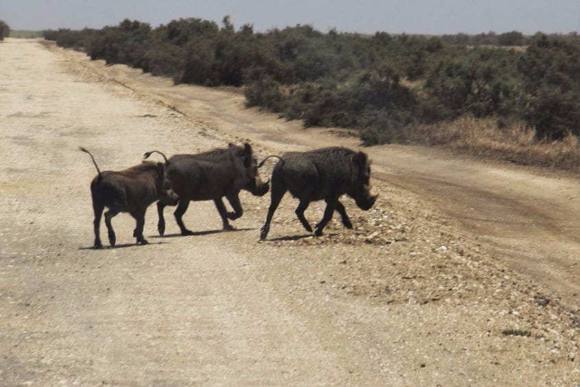Diawling National Park