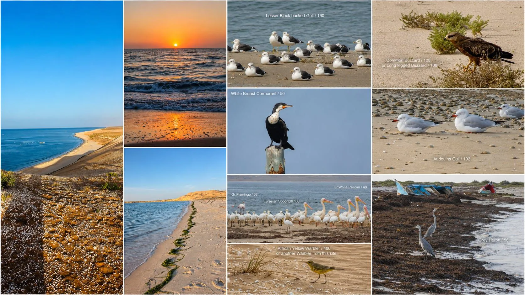 Banc d’Arguin National Park: Where the Sahara Meets the Atlantic Ocean